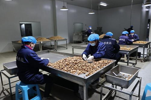 小核桃做出大產業